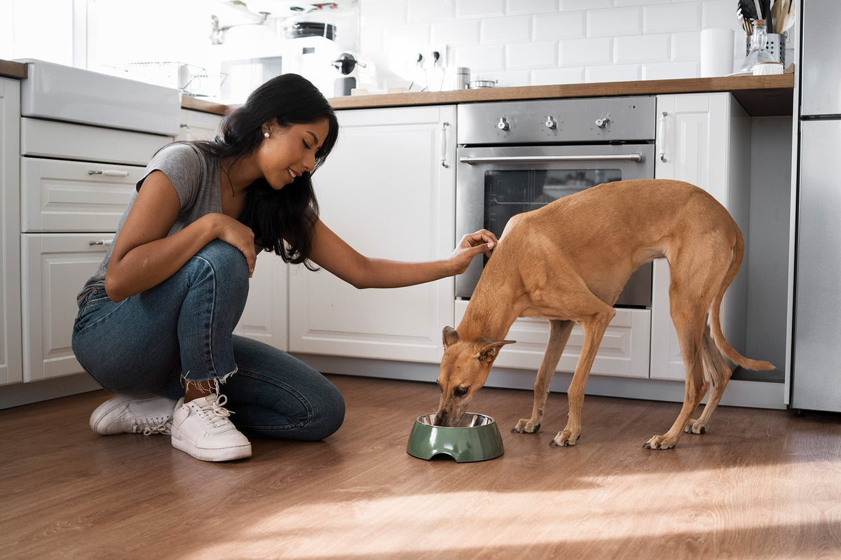Best Dog Food for Sensitive Stomachs: How to Choose