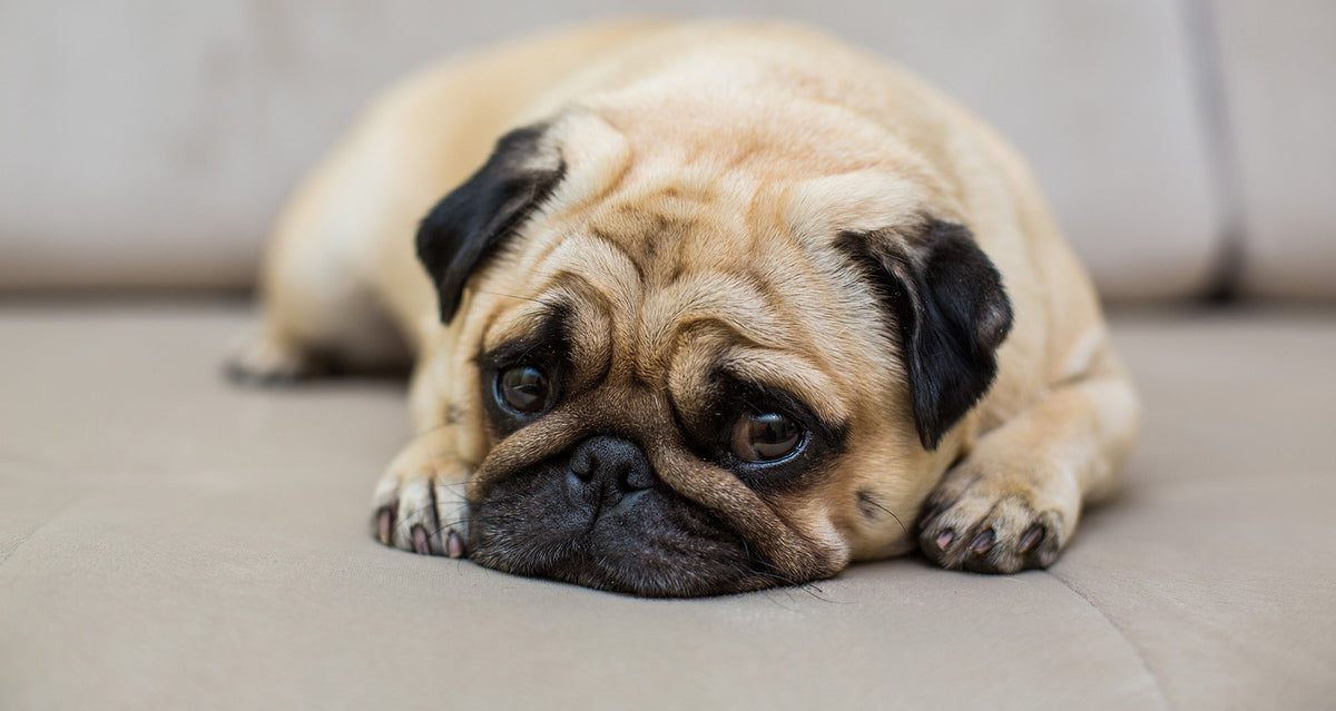 Do Probiotics For Dogs Help?