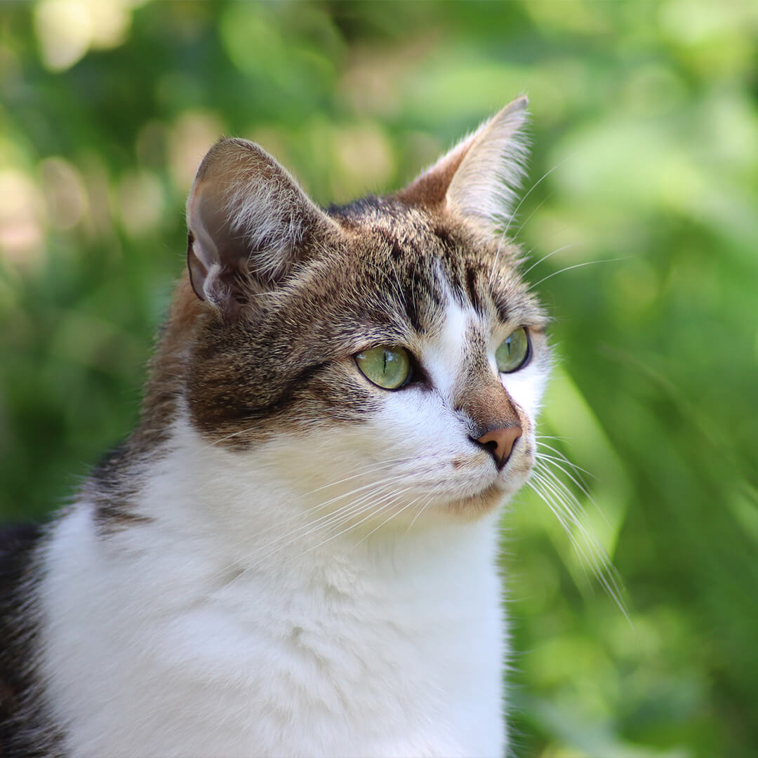 For Cats